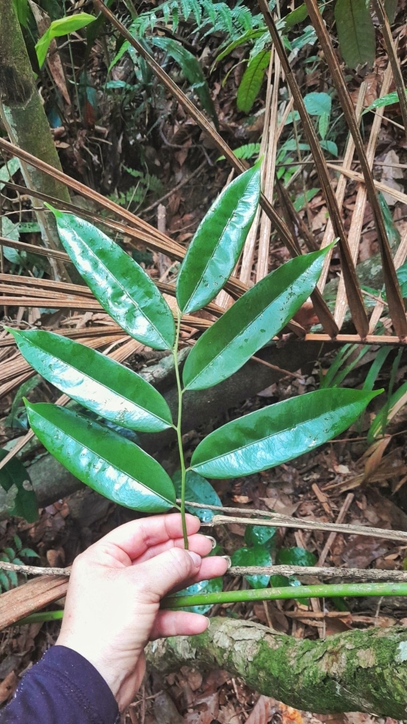 Pseudoxandra sclerocarpa