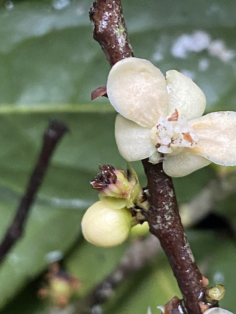 Pseudoxandra spiritus-sancti photo 2