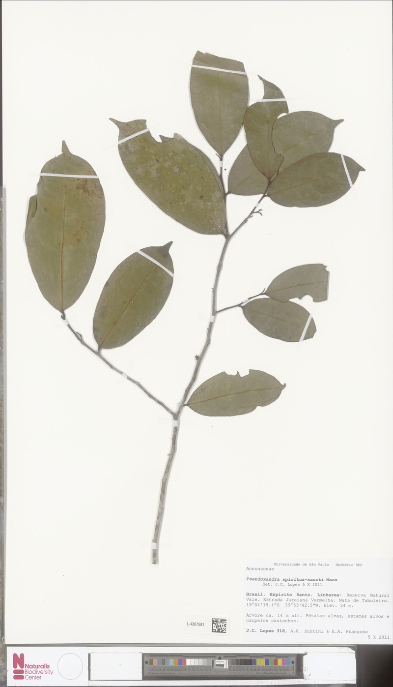 Pseudoxandra spiritus-sancti photo 3