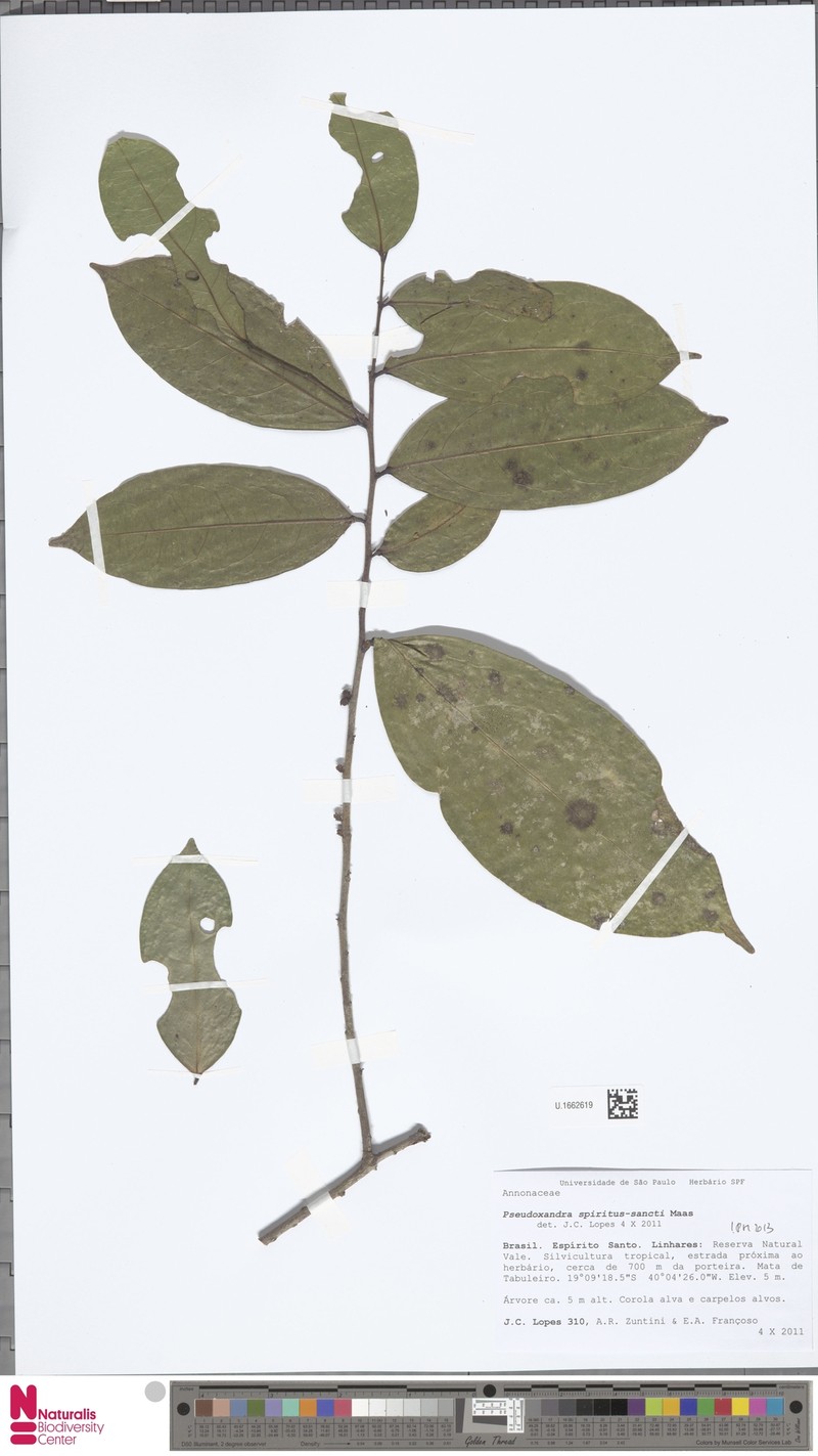 Pseudoxandra spiritus-sancti photo 5