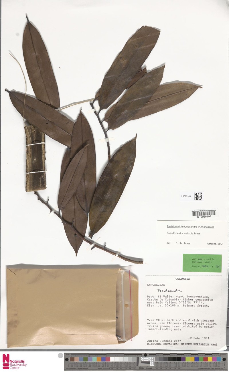 Pseudoxandra vallicola
