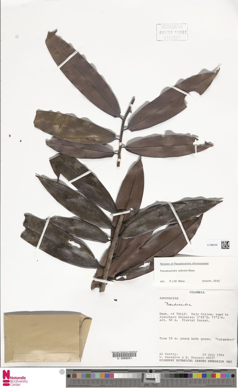 Pseudoxandra vallicola photo 2