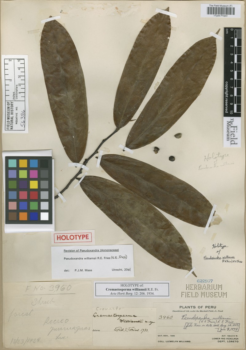 Pseudoxandra williamsii photo 2