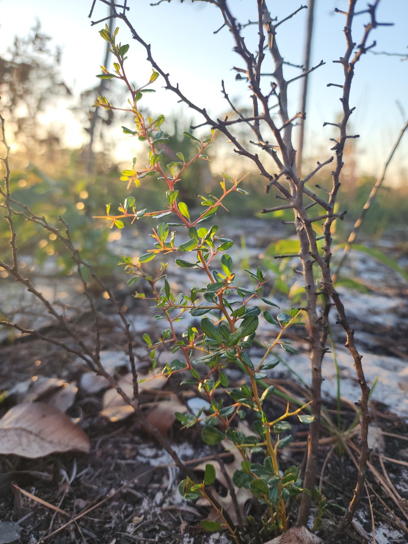 Florida Jujube photo 7