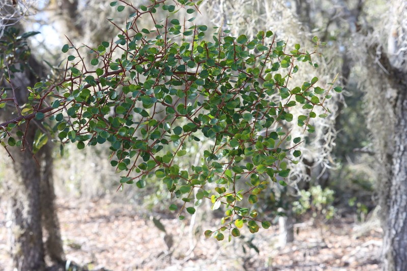 Florida Jujube photo 2