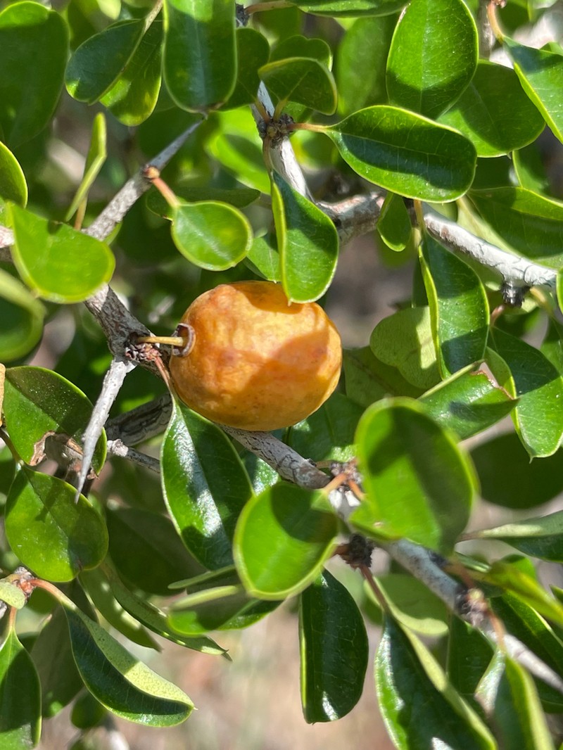 Florida Jujube photo 3