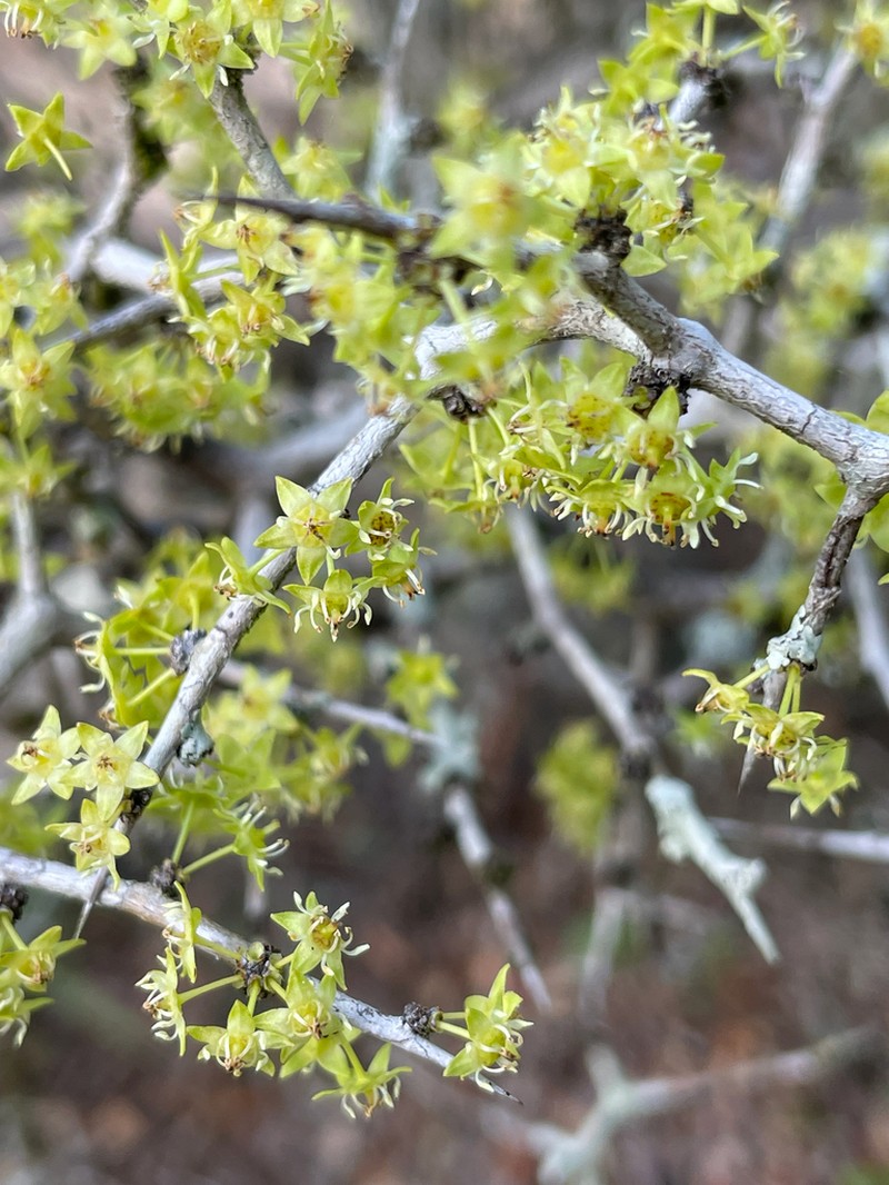 Florida Jujube photo 4