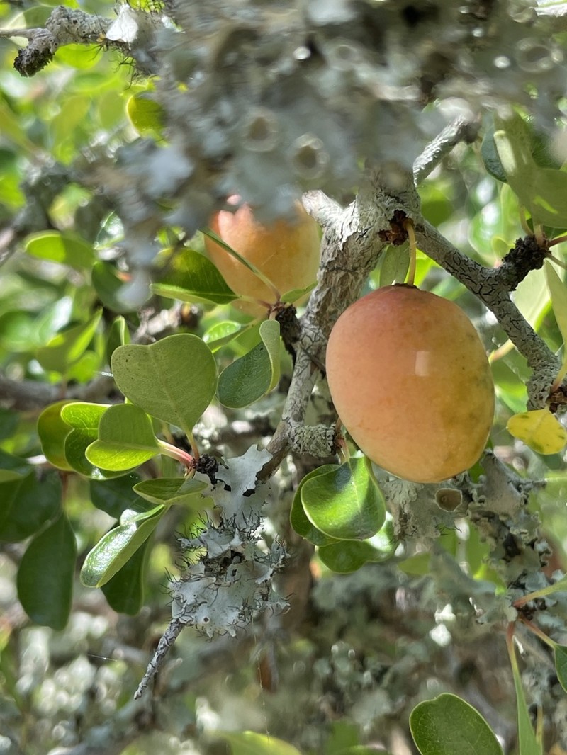 Florida Jujube photo 5