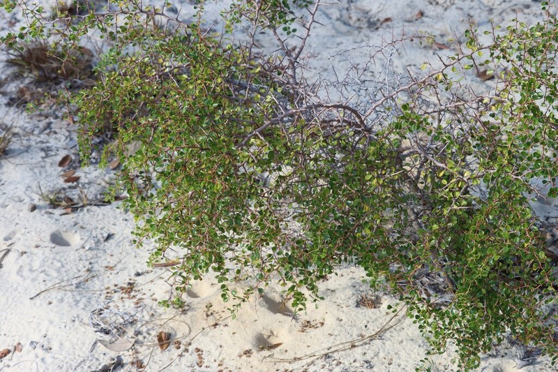 Florida Jujube photo 7