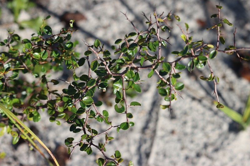 Florida Jujube photo 8