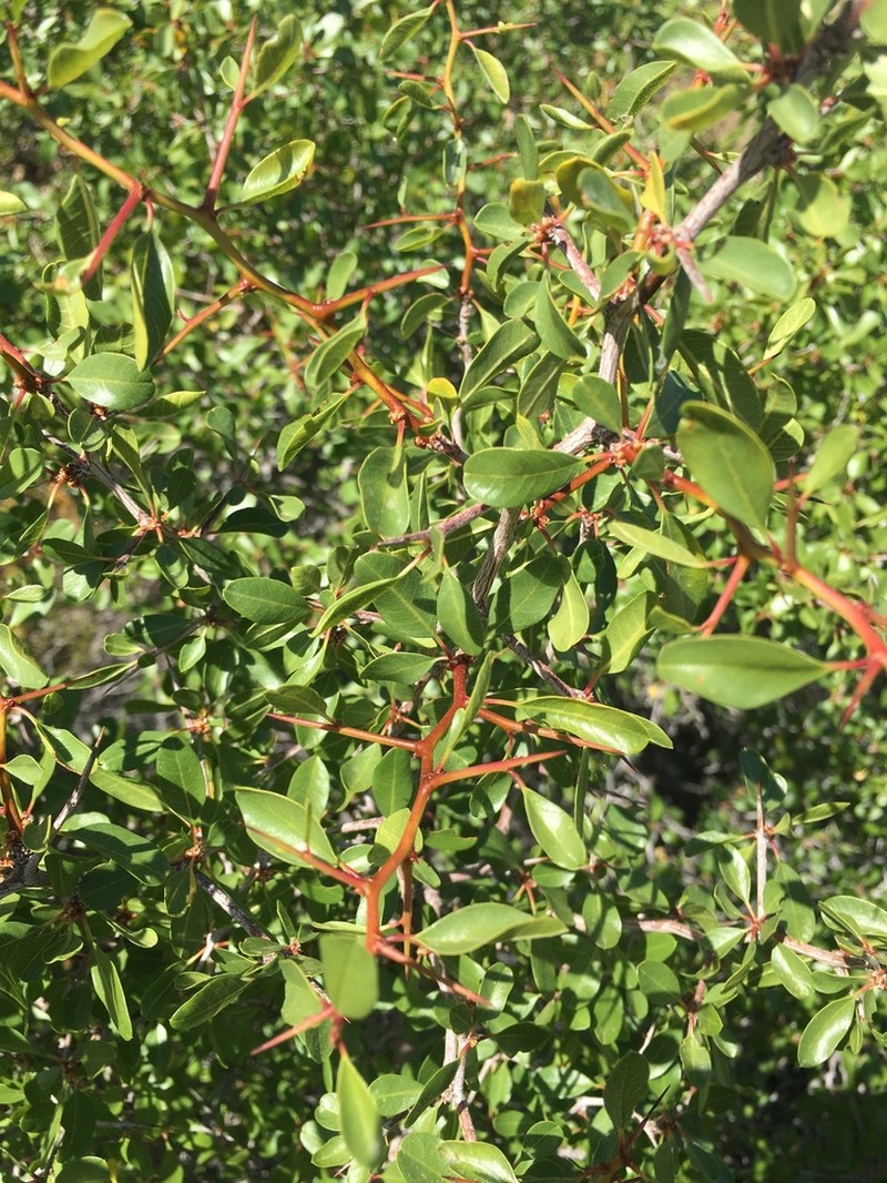 Parry's Jujube