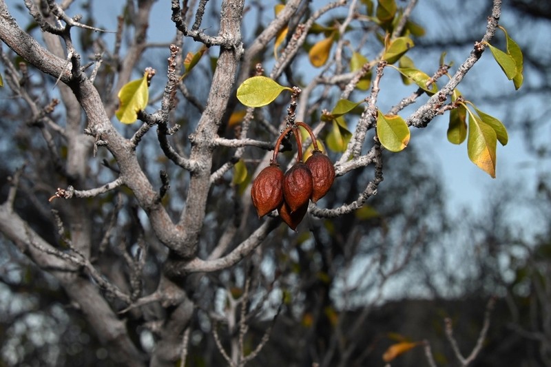 Parry's Jujube photo 2