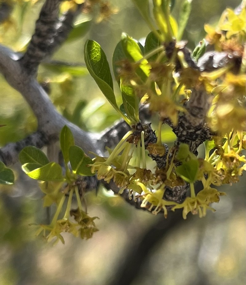 Parry's Jujube photo 4