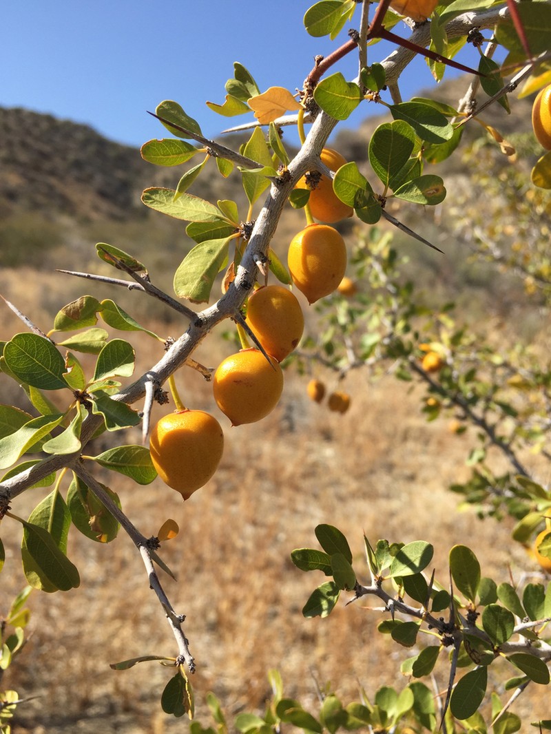 Parry's Jujube photo 5