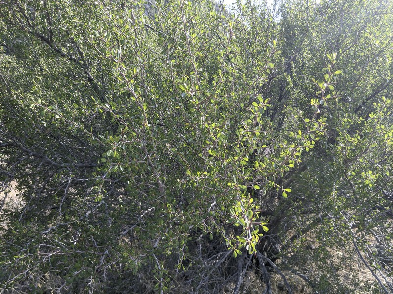 Parry's Jujube photo 6