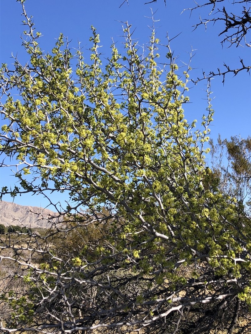 Parry's Jujube photo 7