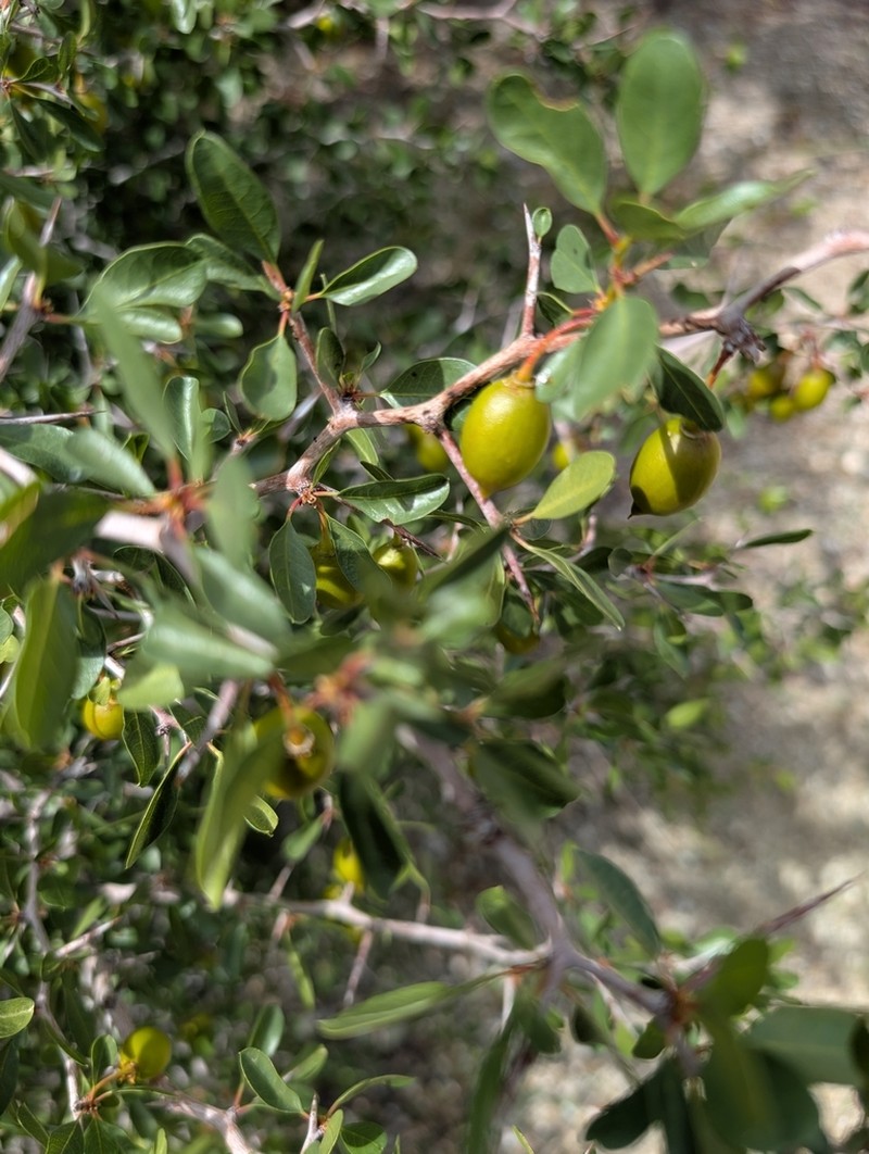 Parry's Jujube photo 8