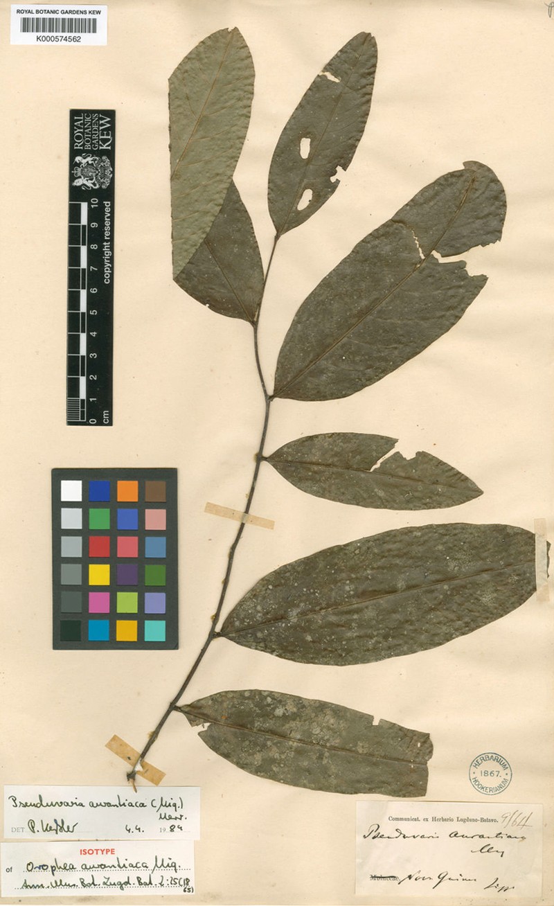 Pseuduvaria aurantiaca