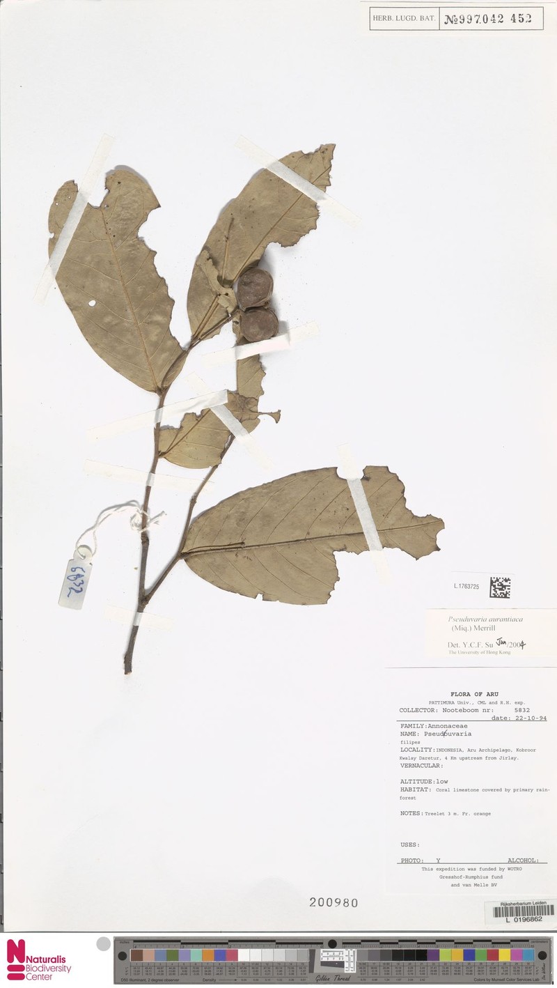Pseuduvaria aurantiaca photo 2