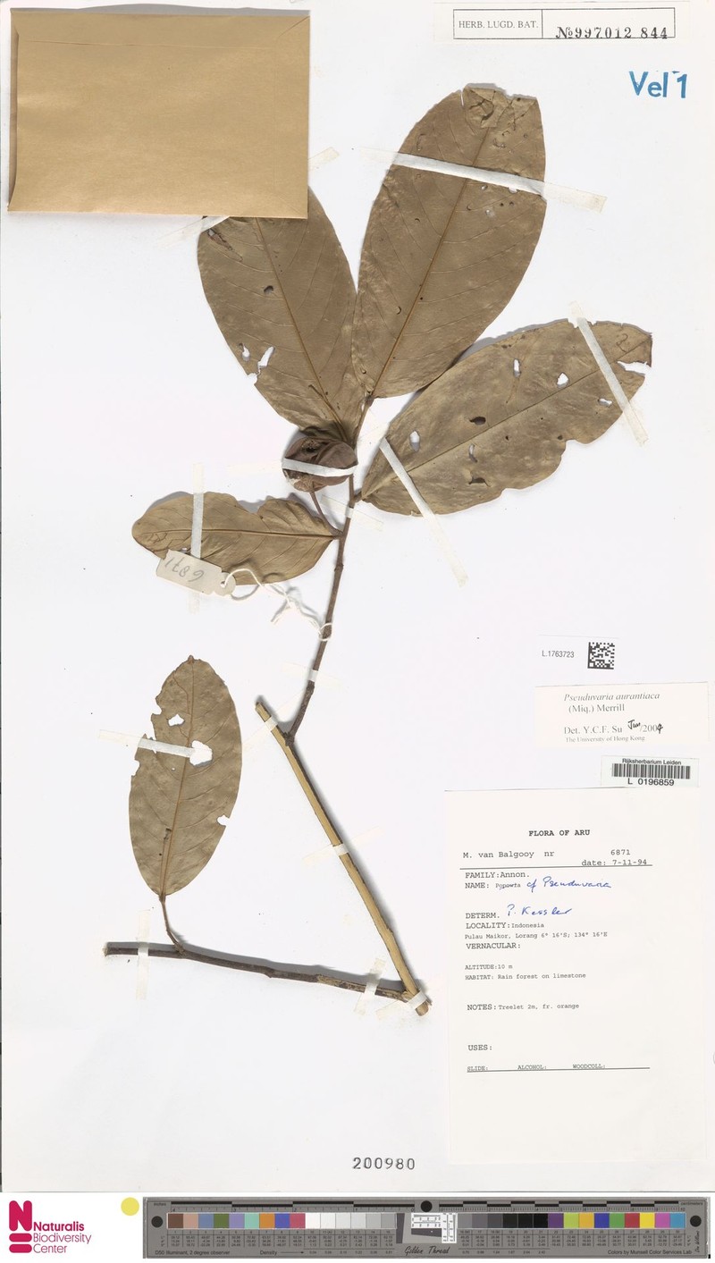 Pseuduvaria aurantiaca photo 3