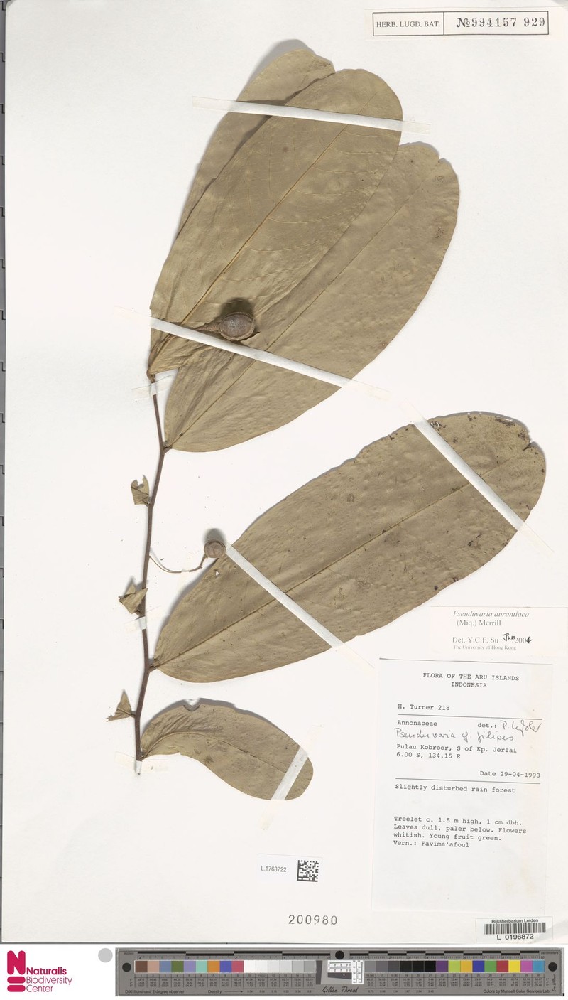 Pseuduvaria aurantiaca photo 5