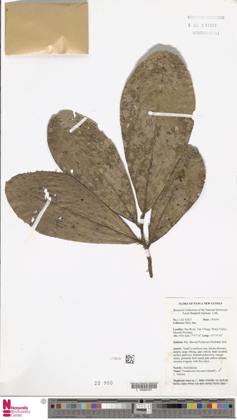 Pseuduvaria beccarii