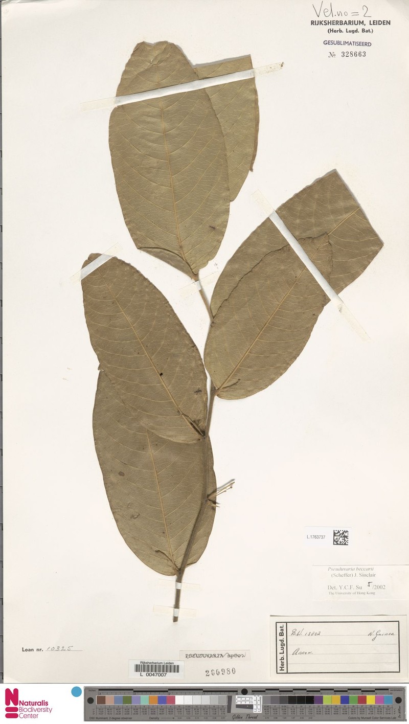 Pseuduvaria beccarii photo 3