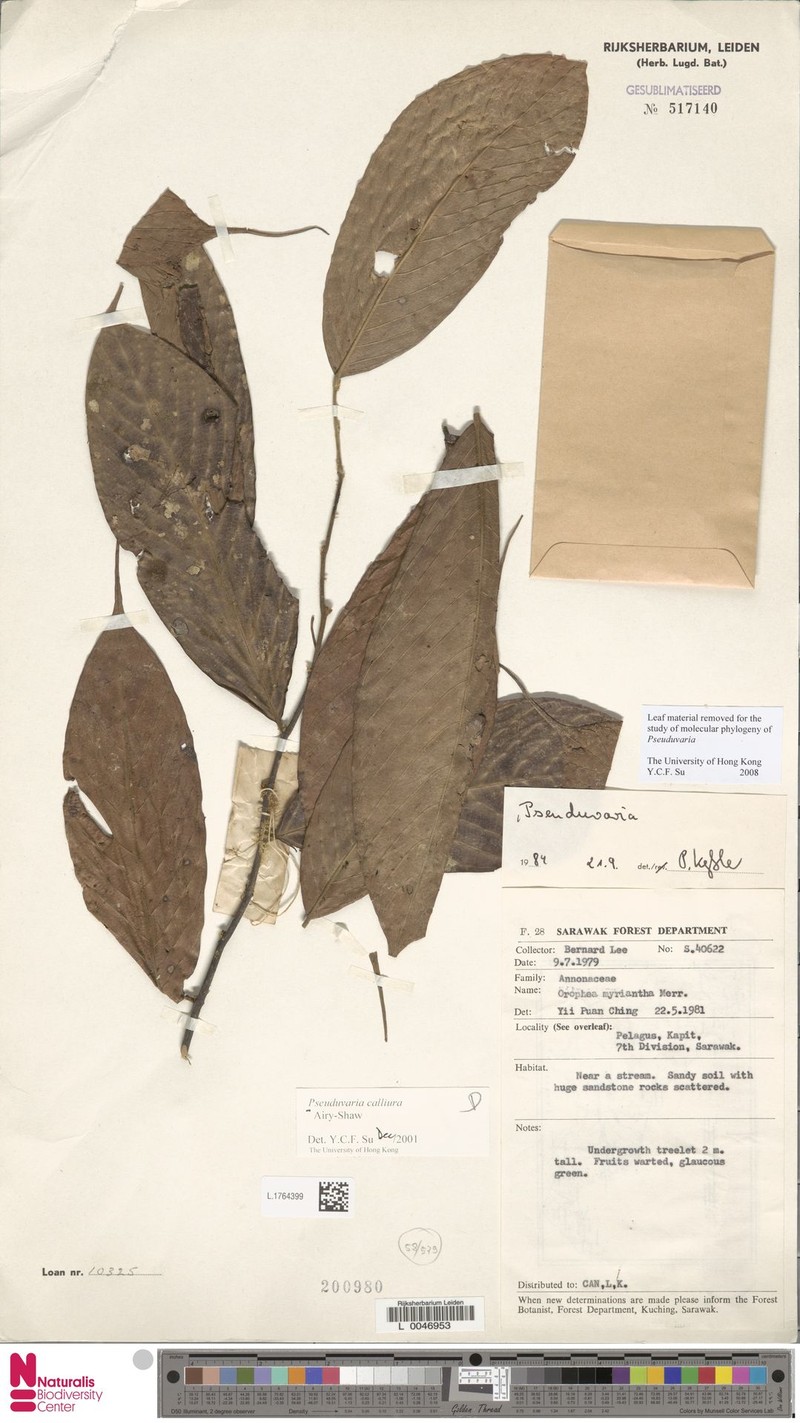 Pseuduvaria calliura photo 3