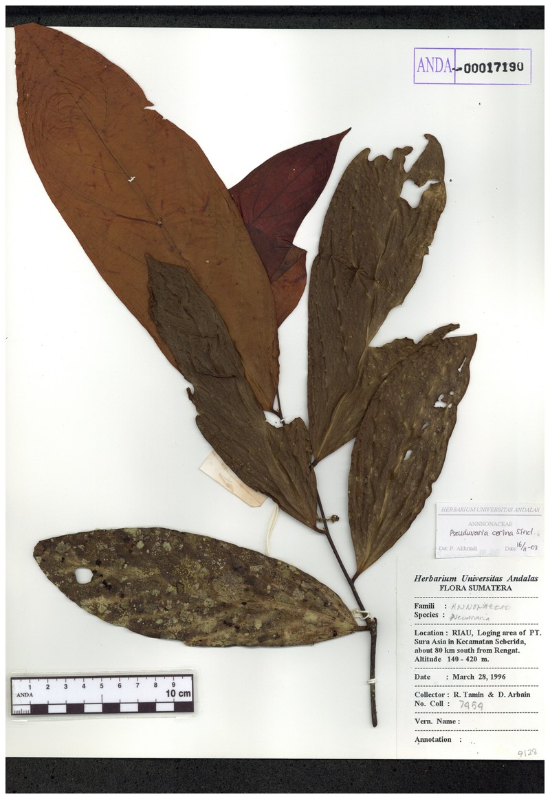 Pseuduvaria cerina photo 2