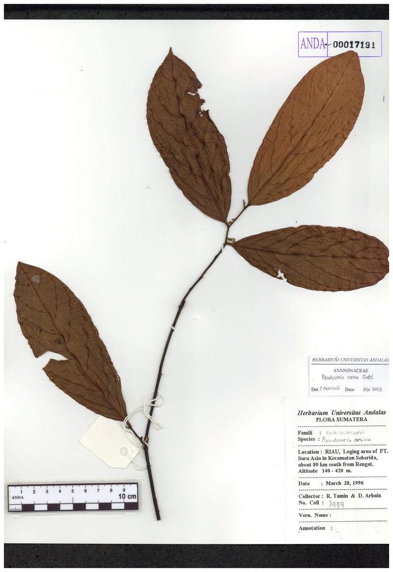 Pseuduvaria cerina photo 3