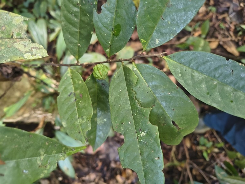 Pseuduvaria costata photo 2
