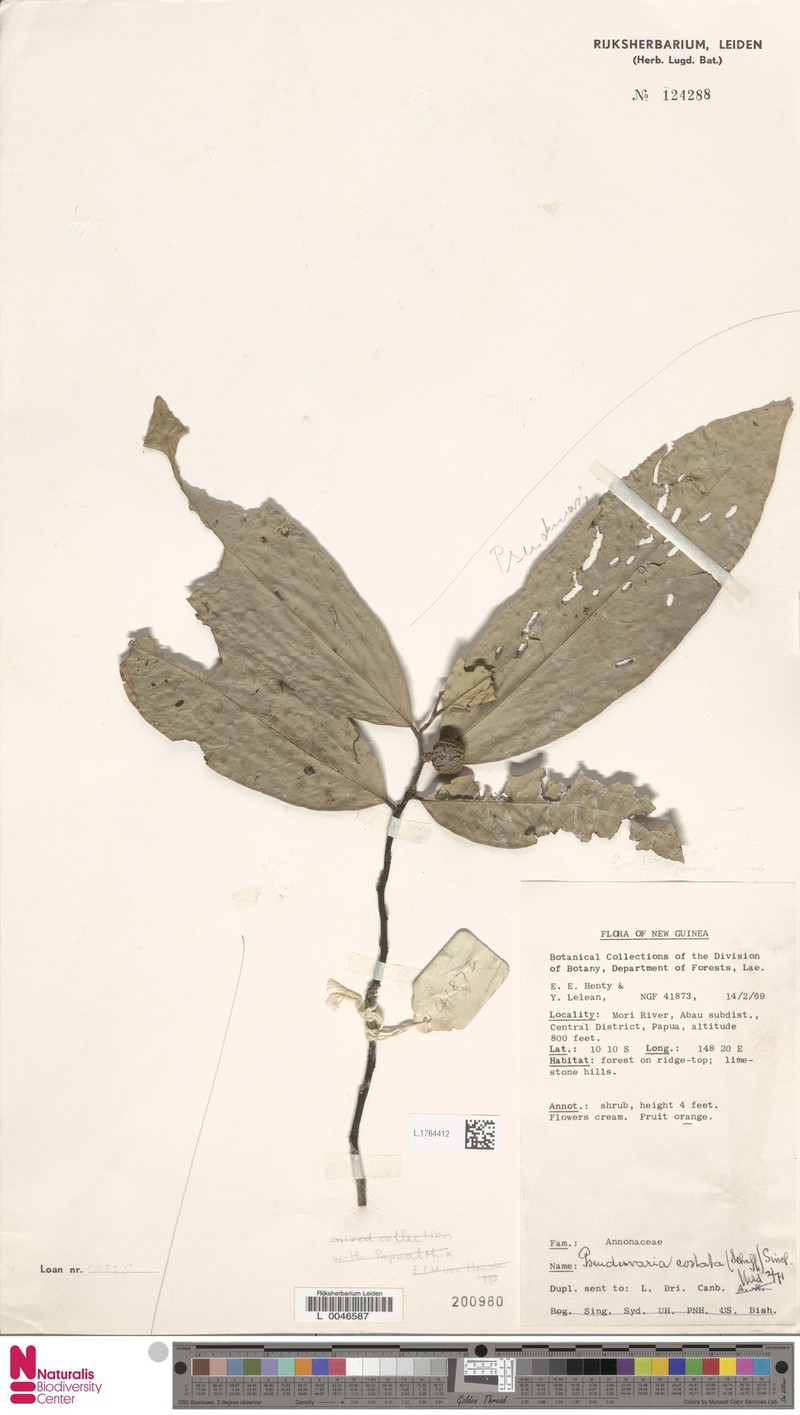 Pseuduvaria costata photo 3
