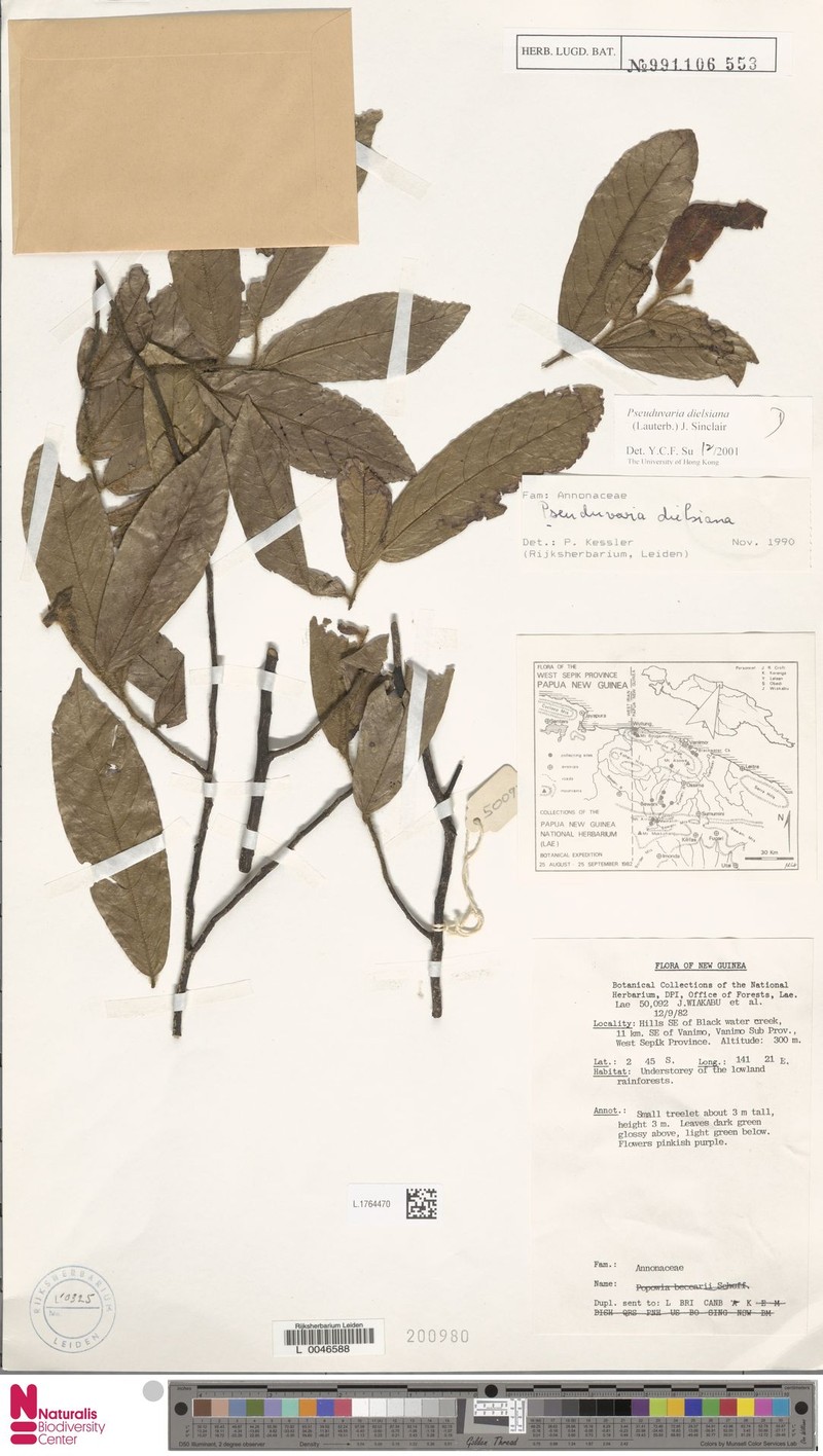 Pseuduvaria dielsiana