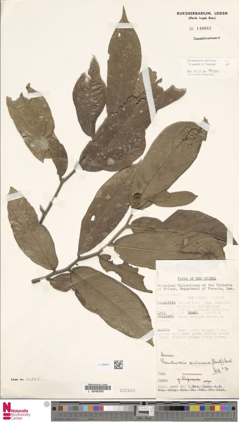 Pseuduvaria dielsiana photo 2