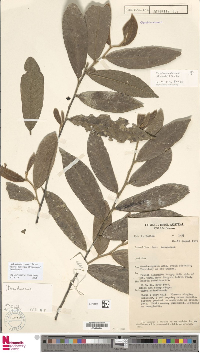 Pseuduvaria dielsiana photo 3