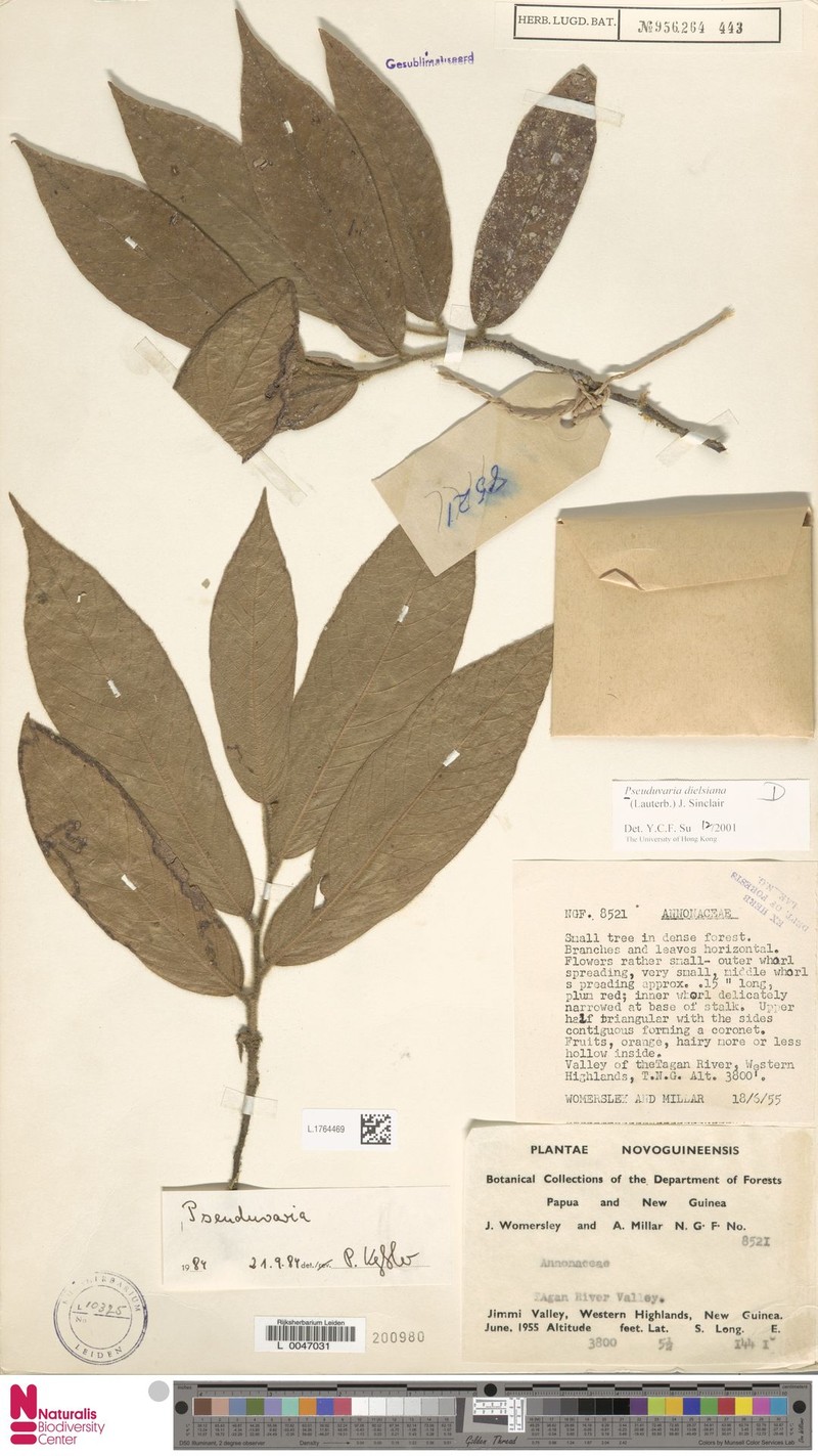 Pseuduvaria dielsiana photo 4