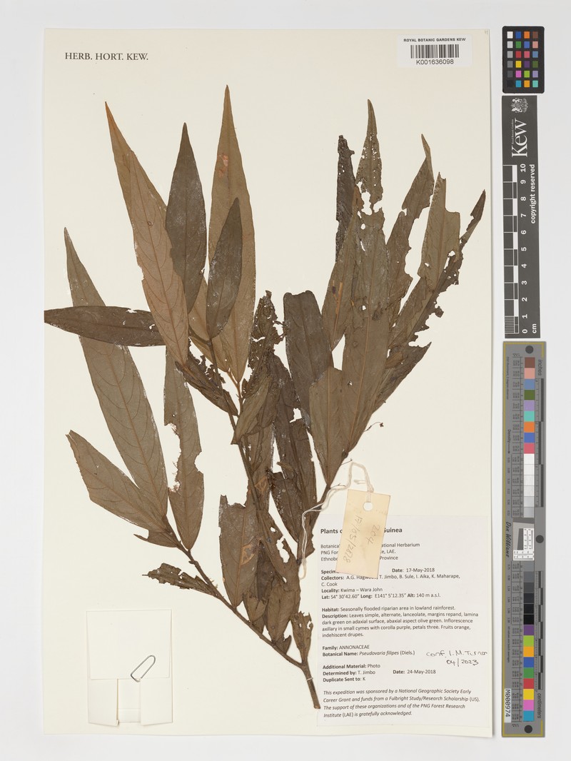Pseuduvaria filipes