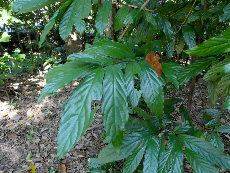 Pseuduvaria froggattii photo 2