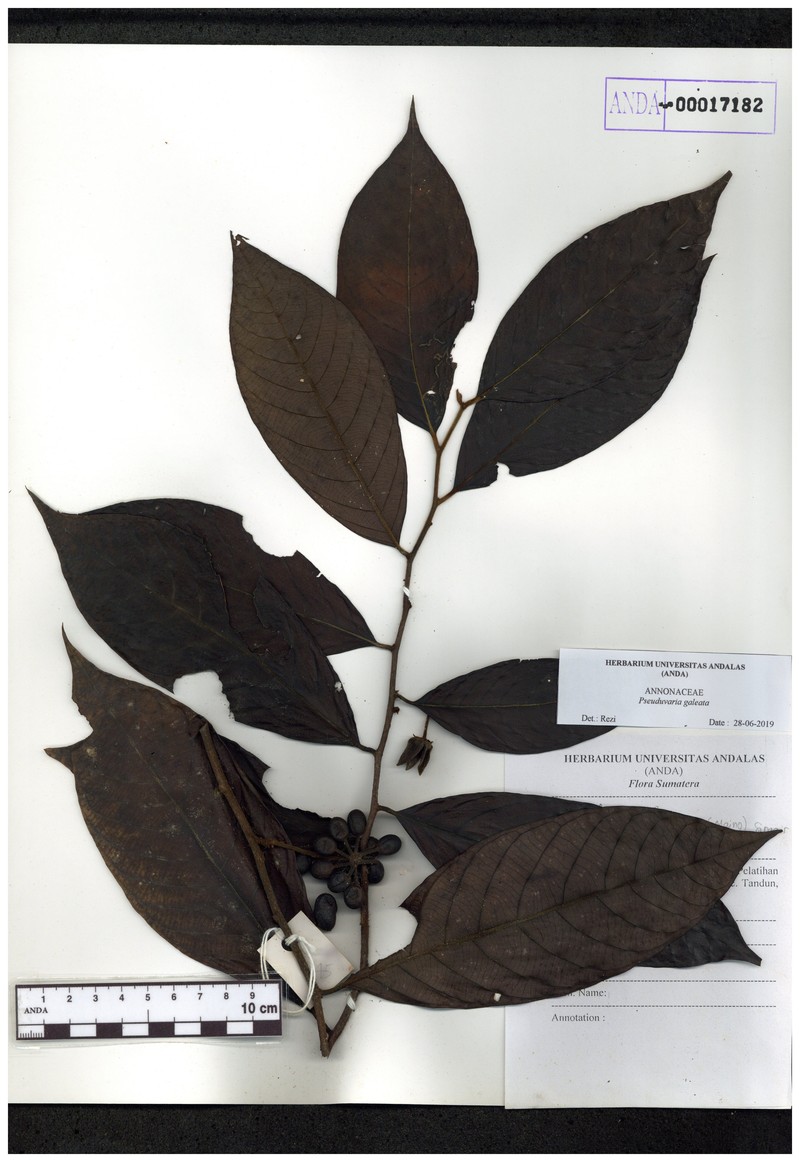 Pseuduvaria galeata photo 2