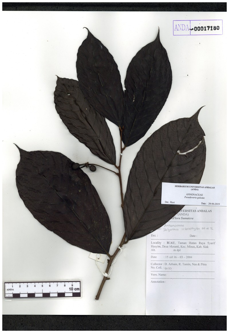 Pseuduvaria galeata photo 3
