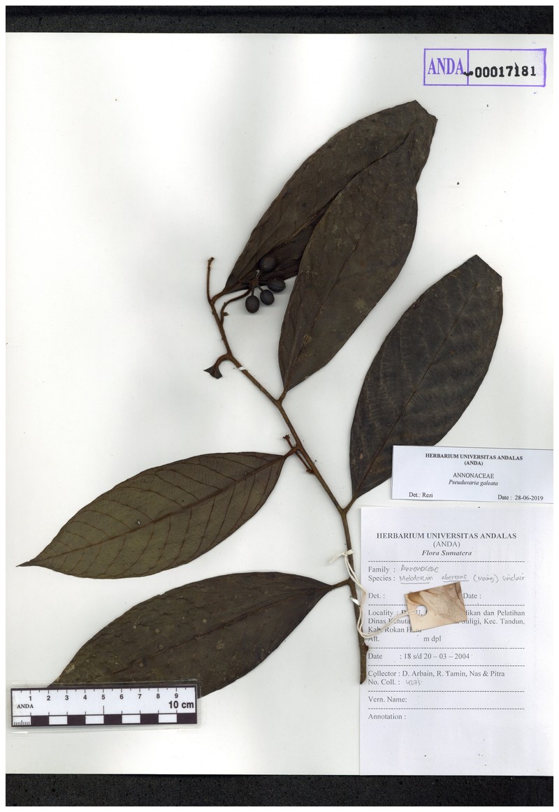 Pseuduvaria galeata photo 4