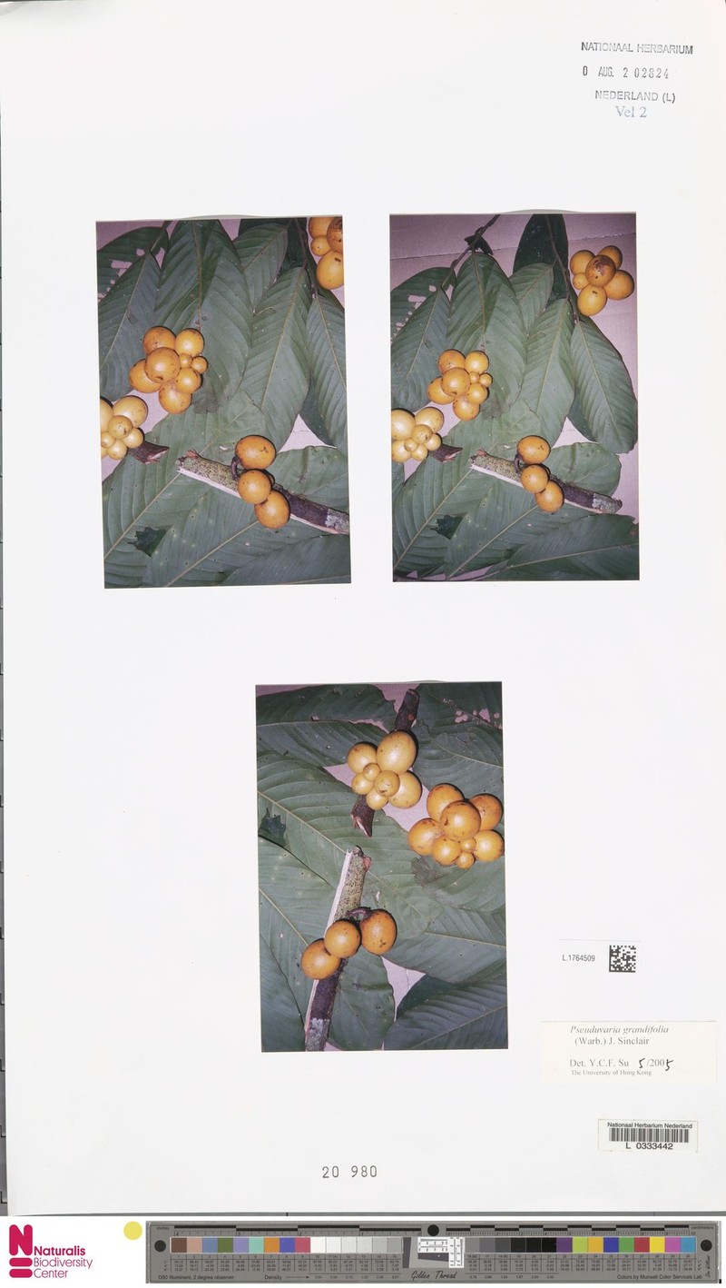 Pseuduvaria grandifolia photo 2