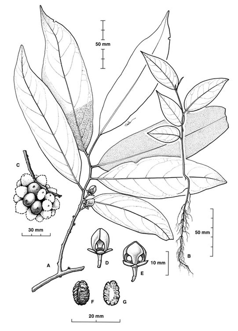 Pseuduvaria hylandii photo 4