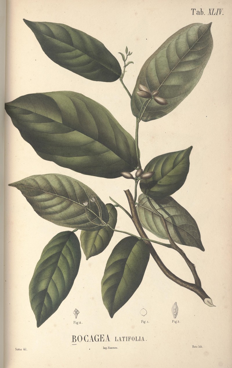 Pseuduvaria latifolia