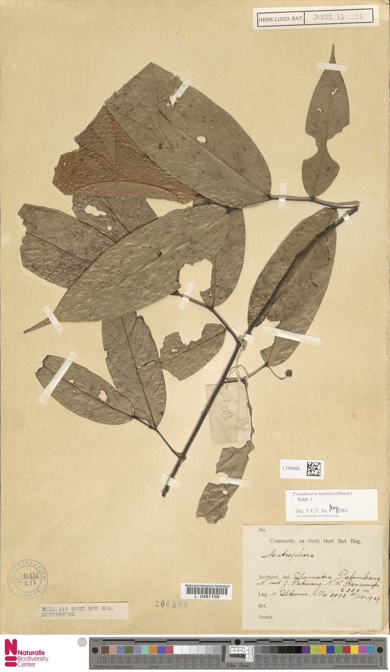 Pseuduvaria latifolia photo 2