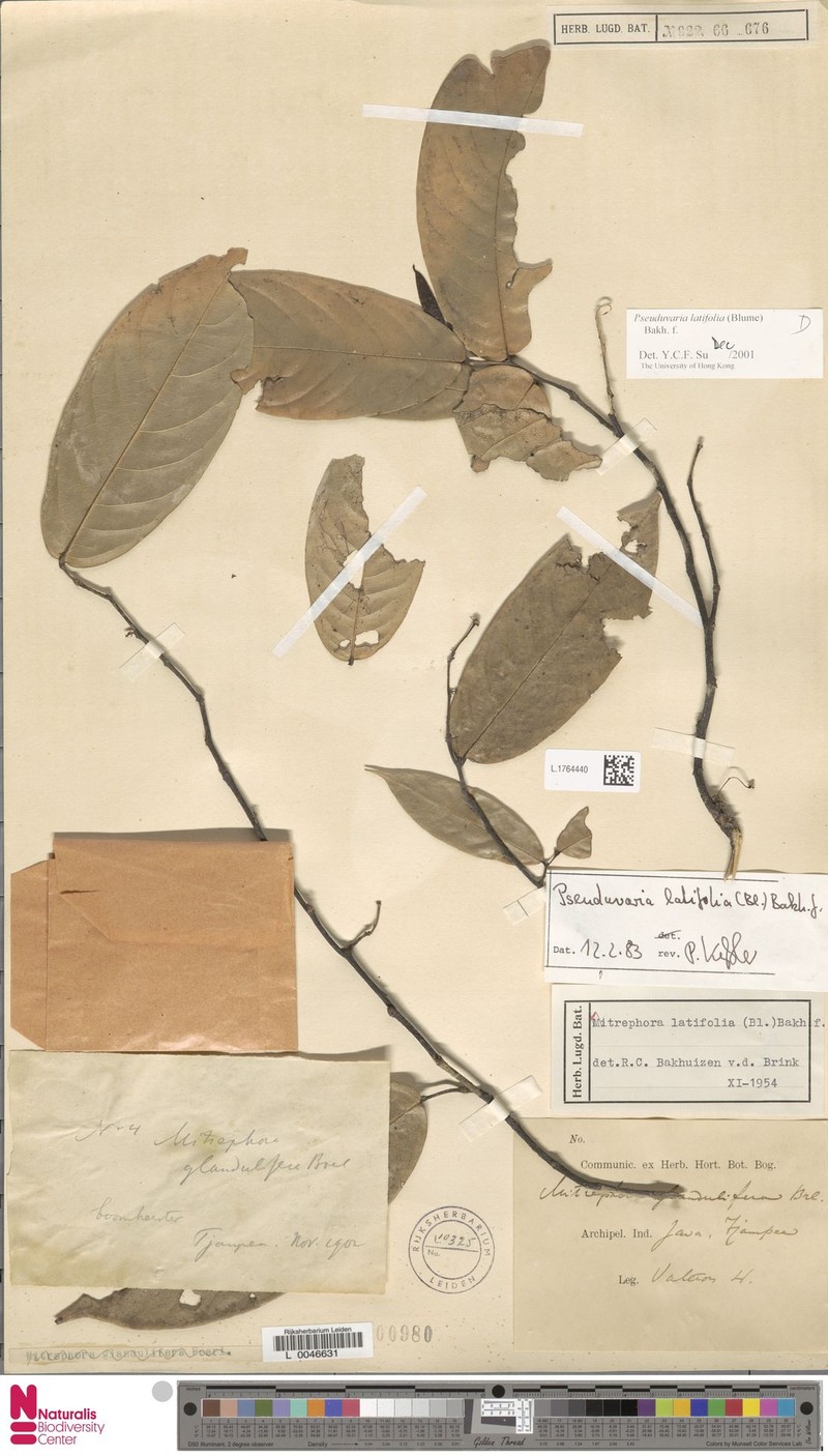 Pseuduvaria latifolia photo 3