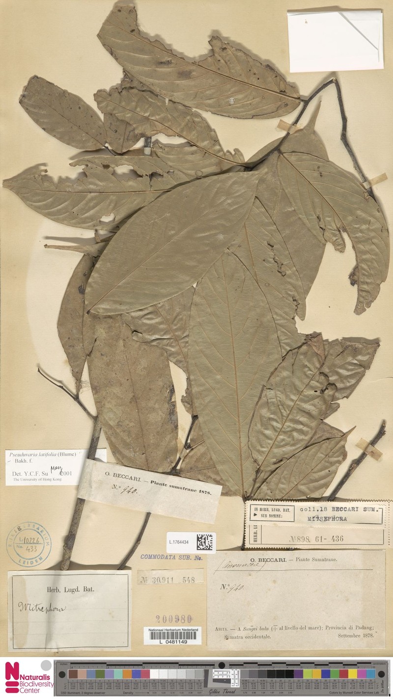 Pseuduvaria latifolia photo 4