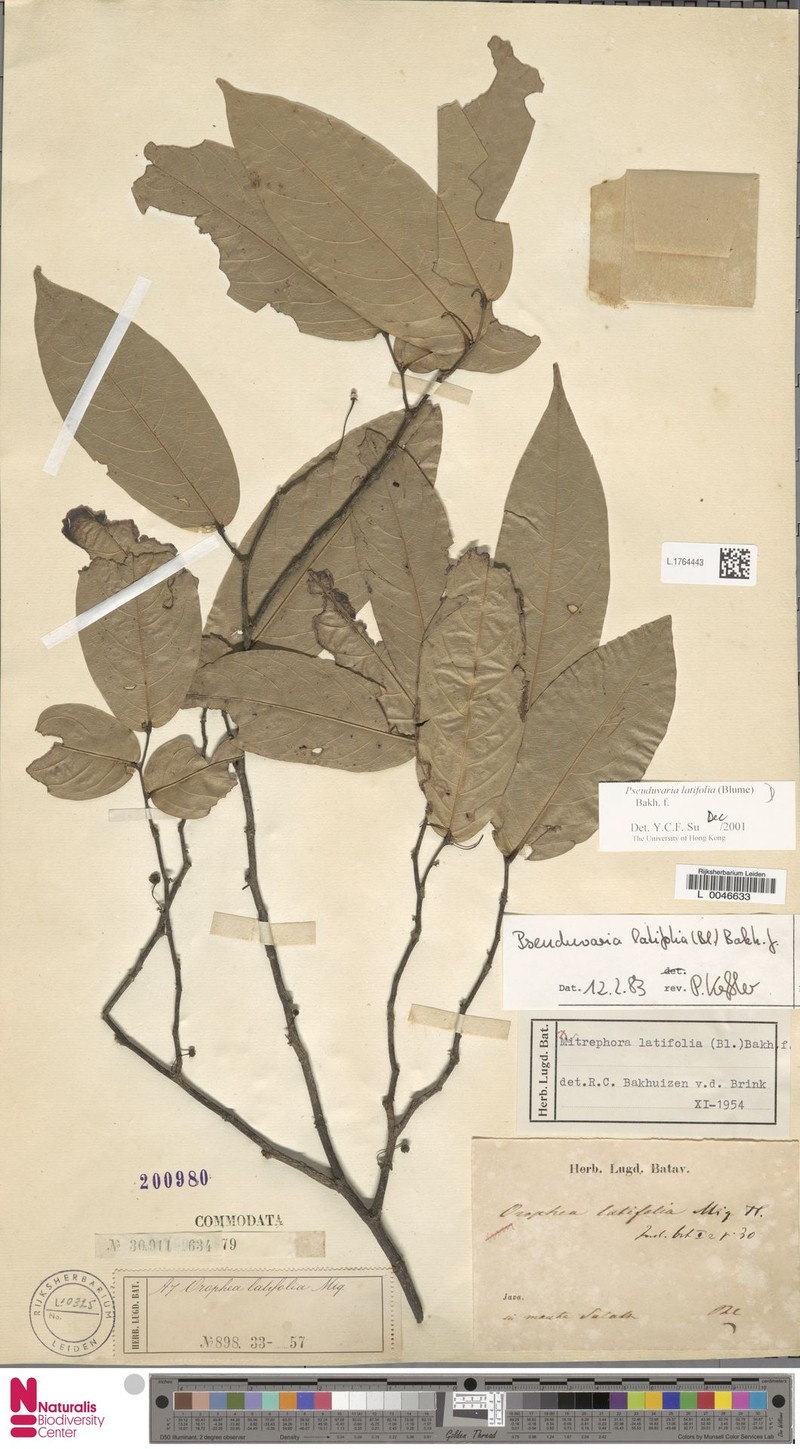 Pseuduvaria latifolia photo 5