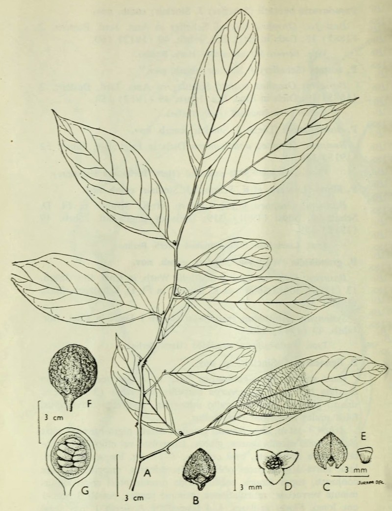 Pseuduvaria lignocarpa