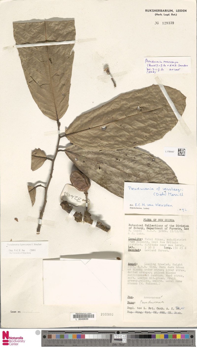 Pseuduvaria lignocarpa photo 3